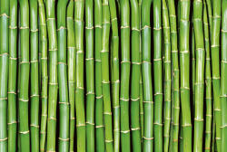 Dimex BAMBOO fotótapéta, poszter, vlies alapanyag, 375x250 cm (MS-5-0165)
