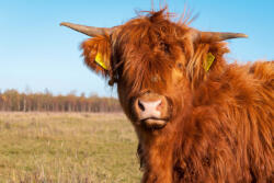 Dimex Vlies Fotótapéta - Highland cow with long hair - 375x250 cm (MS-5-0461)