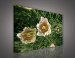 Consalnet Vászonkép, Tulipan, 60x40 cm méretben (C5-2070O4)