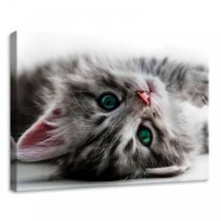 Consalnet Cica, vászonkép, 70x50 cm méretben (C5-10203O7)