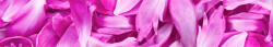 Dimex VIOLET PETALS öntapadós konyhai poszter, 350x60 cm (KI-350-055)