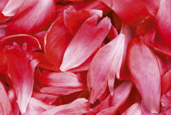 Dimex RED PETALS fotótapéta, poszter, vlies alapanyag, 375x250 cm (MS-5-0151)