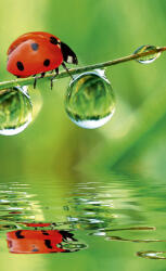 Dimex LADYBIRD fotótapéta, poszter, vlies alapanyag, 150x250 cm (MS-2-0226)