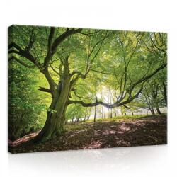 Consalnet Erdő, vászonkép, 70x50 cm méretben (C5-11799O7)