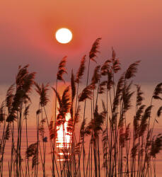 Dimex REED fotótapéta, poszter, vlies alapanyag, 225x250 cm (MS-3-0089)