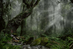 Dimex Vlies Fotótapéta - Forest in darkness - 375x250 cm (MS-5-1605)
