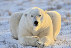Dimex BEAR fotótapéta, poszter, vlies alapanyag, 375x250 cm (MS-5-0220)