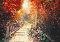 Sverus Fotótapéta Pathway In The Fantasy Forest, 312 x 219 cm (SV-46475071-312X219CM)