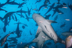 Dimex Vlies Fotótapéta - Diving with sharks - 375x250 cm (MS-5-0500)