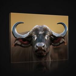 Consalnet Vászonkép, Bölény, 60x40 cm méretben (C5-2601O4)