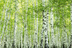 Dimex Vlies Fotótapéta - Spring birch forest - 375x250 cm (MS-5-1853)