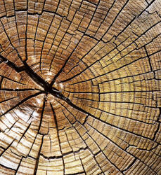 Dimex WOOD fotótapéta, poszter, vlies alapanyag, 225x250 cm (MS-3-0162)