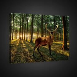 Consalnet Vászonkép, Szarvas az erdőben, 80x60 cm méretben (C5-20282O6)