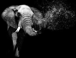 Consalnet Elefánt poszter, fotótapéta Vlies (152, 5 x 104 cm) (C1-11769VEL)