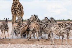 Dimex Vlies Fotótapéta - Giraffes and Zebras - 375x250 cm (MS-5-0457)