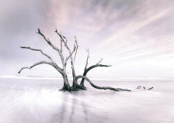 Consalnet Jégben fa poszter, fotótapéta, Vlies (400 x 280 cm) (C1-13310VX8)