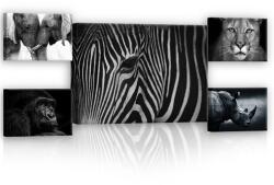 Consalnet Vászonkép, 5 darabos Állatok fekete-fehérben variálható elrendezésben (C5-12776S14)