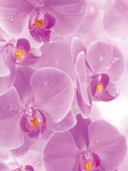 Consalnet Orchideák poszter, fotótapéta (206 x 275 cm) (C1-149VEA)
