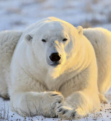 Dimex BEAR fotótapéta, poszter, vlies alapanyag, 225x250 cm (MS-3-0220)