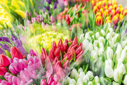 Dimex Vlies Fotótapéta - Flower market - 375x250 cm (MS-5-1347)