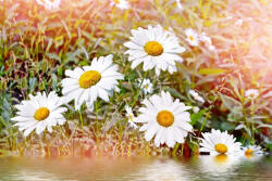 Dimex Vlies Fotótapéta - Chamomile - 375x250 cm (MS-5-1353)