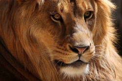 Dimex Vlies Fotótapéta - African Lion - 375x250 cm (MS-5-0543)