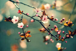 Dimex Vlies Fotótapéta - Japanese blooming cherry - 375x250 cm (MS-5-1377)