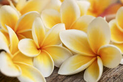 Dimex PLUMERIA fotótapéta, poszter, vlies alapanyag, 375x250 cm (MS-5-0140)