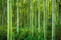 Dimex Vlies Fotótapéta - Bamboo forest - 375x250 cm (MS-5-1582)