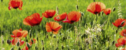 Dimex POPPY FIELD fotótapéta, poszter, vlies alapanyag, 375x150 cm (MP-2-0092)
