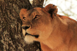 Dimex Vlies Fotótapéta - Portrait of a Lioness - 375x250 cm (MS-5-0605)