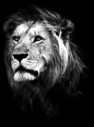 Consalnet Oroszlán fekete-fehér poszter, fotótapéta, Vlies (206x275 cm, álló) (C1-11768VEA)