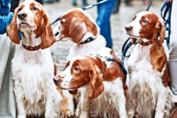 Dimex Vlies Fotótapéta - Dog friends - 375x250 cm (MS-5-0429)