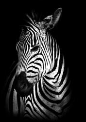 Consalnet Zebra poszter, fotótapéta, Vlies (184x254 cm, álló) (C1-11767V4A)