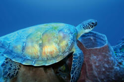 Dimex Vlies Fotótapéta - Sea turtle - 375x250 cm (MS-5-0516)