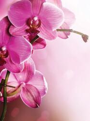 Consalnet Orchidea poszter, fotótapéta (206 x 275 cm) (C1-1033VEA)