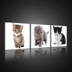 Consalnet Vászonkép 3 darabos, Kiscicák, 3 db 25x25 cm méret (C5-10531S13)