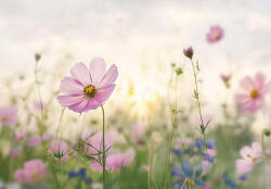 Consalnet Halványlila réti virág poszter, fotótapéta, Vlies (250 x 175 cm) (C1-15585VX5)