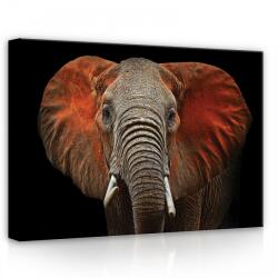 Consalnet Elefánt, vászonkép, 70x50 cm méretben (C5-11752O7)
