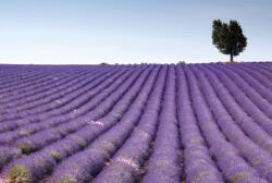 Dimex LAVENDER FIELD fotótapéta, poszter, vlies alapanyag, 375x250 cm (MS-5-0088)