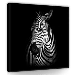 Consalnet Zebra profil, vászonkép 80x80 cm méretben (C5-11767O2)