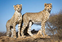 Dimex Vlies Fotótapéta - Young cheetahs - 375x250 cm (MS-5-0572)