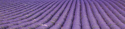Dimex LAVENDER FIELD öntapadós konyhai poszter, 260x60 cm (KI-260-029)