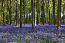 Dimex Vlies Fotótapéta - Bluebells forest - 375x250 cm (MS-5-1860)