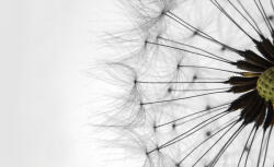 Consalnet Pitypang poszter, fotótapéta Vlies (152, 5 x 104 cm) (C1-1023VEL)