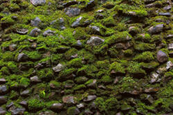 Dimex Vlies Fotótapéta - Moss on old stone wall - 375x250 cm (MS-5-2359)