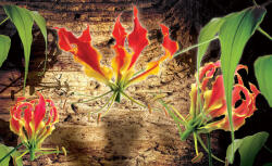 Consalnet Red lilies poszter, fotótapéta (312 x 219 cm) (C1-1393VEXXL)