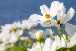 Dimex Vlies Fotótapéta - Summer garden - 375x250 cm (MS-5-1373)