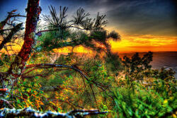 Dimex Vlies Fotótapéta - Pine and sunset - 375x250 cm (MS-5-1787)