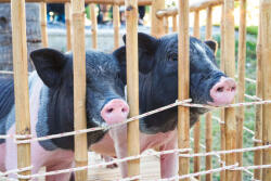 Dimex Vlies Fotótapéta - Piglet twin in the farm - 375x250 cm (MS-5-0453)